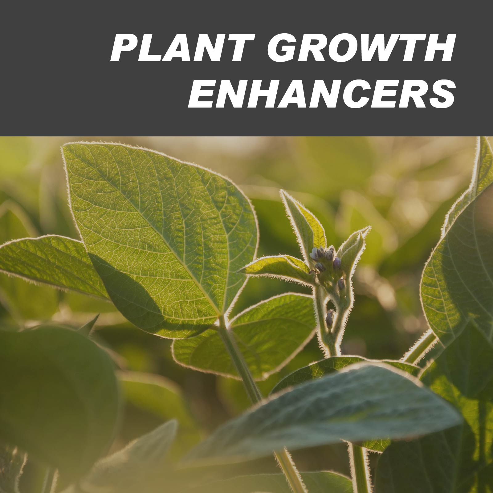 Plant Growth Enhancer